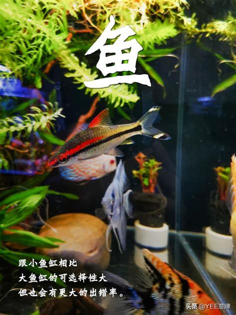 一尺魚缸養多少魚|養魚招財：最佳魚隻數量